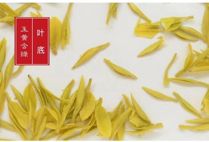 基地地直黄金2022年100克正宗缙云黄茶新茶叶礼盒黄茶