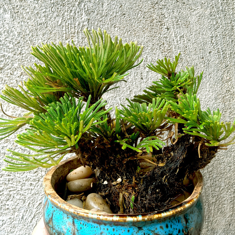 盆景卷柏绿植微型石微型吸水假山迷你还魂九死时令草本花卉