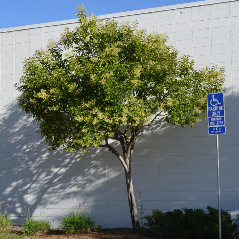 女贞大叶树苗园林绿化行道树南北方占地速生高杆四季行道树