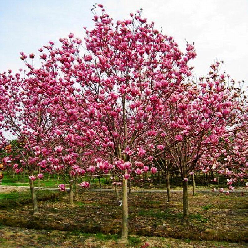树苗玉兰花庭院绿化南方北方耐寒风景紫玉兰白玉兰行道树