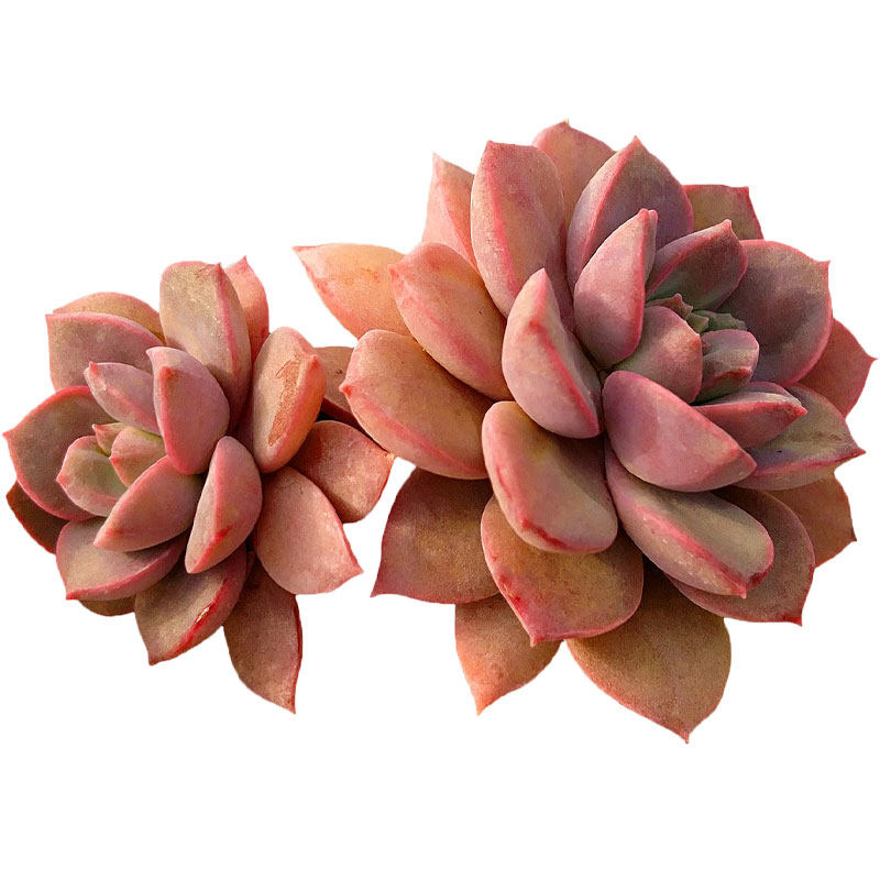 多肉植物紫卡群生新手办公室桌面组合小盆盆栽多肉植物