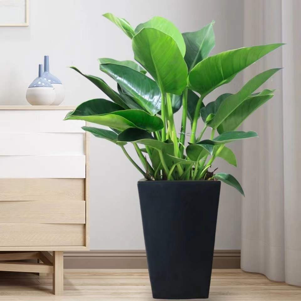 天堂鸟绿植盆栽客厅真花好养室内北欧大型植物绿植