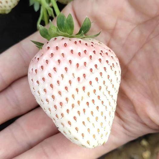淡雪白色白雪公主草莓女朋友礼盒牛奶奶油网红新鲜草莓