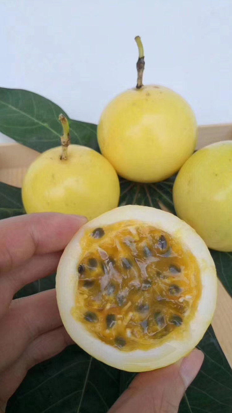广西当季树上自然黄金百香果钦密九号甜味现摘百香果