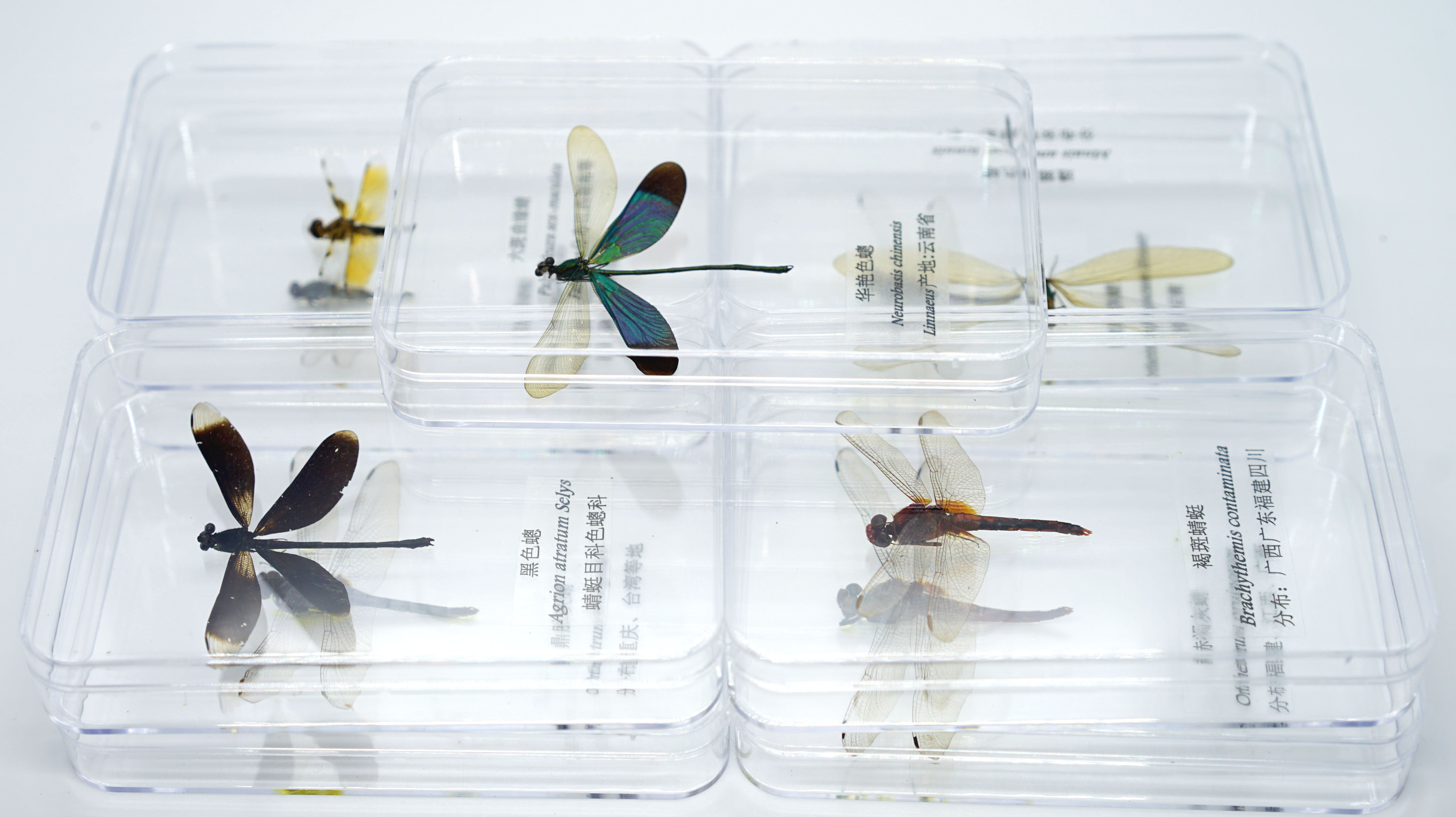 蜻蜓标本豆娘色聪蝴蝶昆虫展翅盒装儿童礼物标本类装饰画