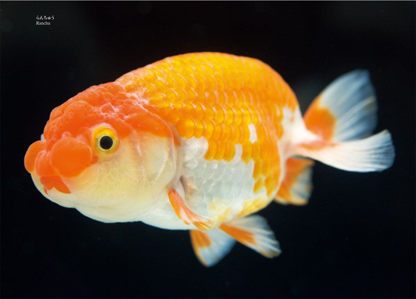 金鱼クシ学芸角川kadokawa洋之川田信明冈本ョン原版其它