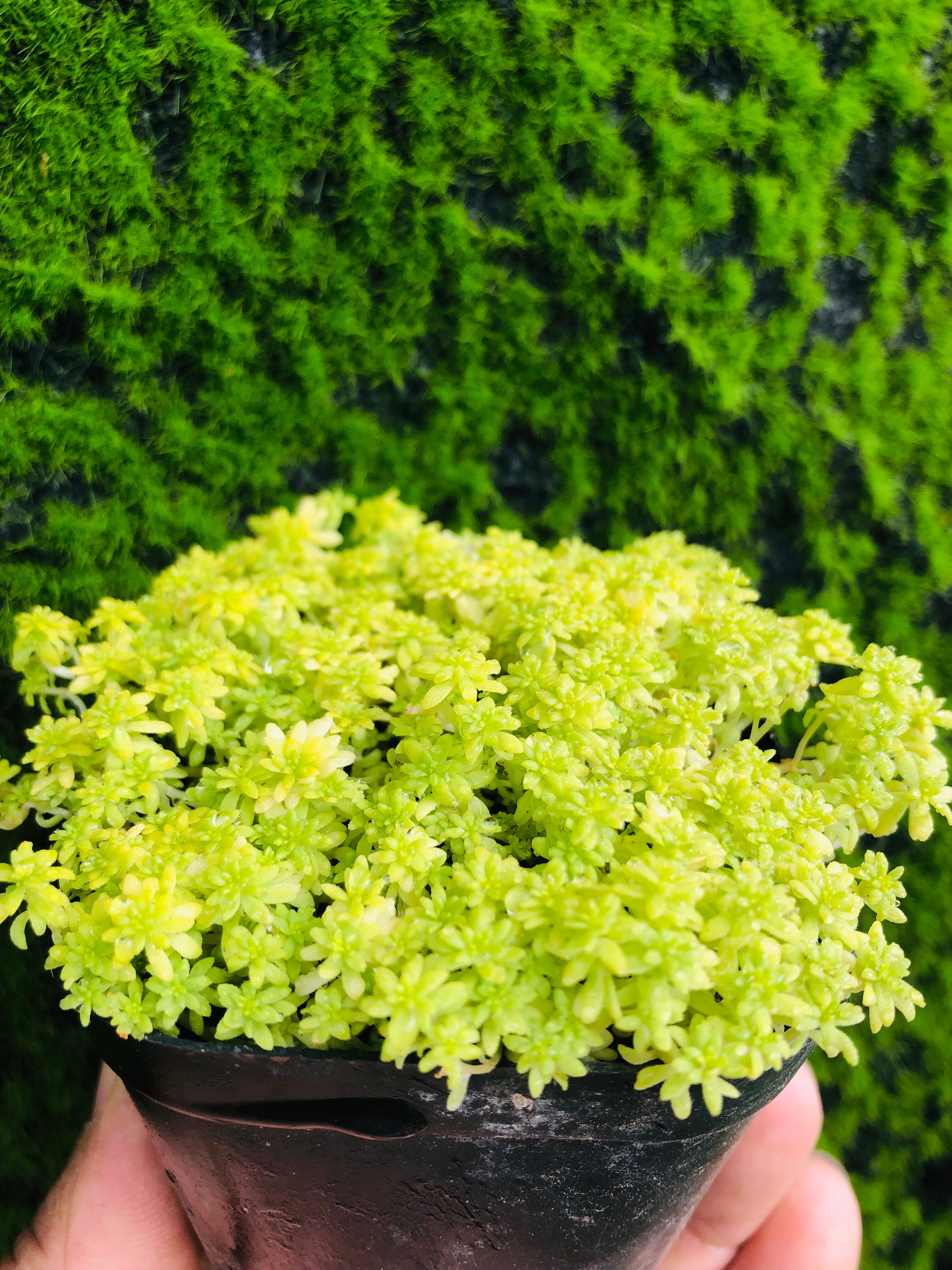 盆栽小盆黄金金万年大盆爆盆多肉植物办公办公室多肉植物