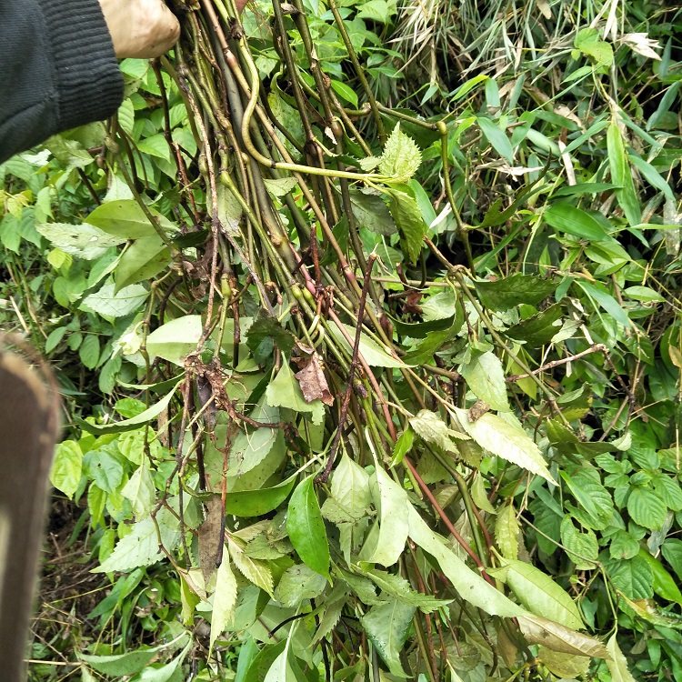 九节金粟兰风满山肿节中草药新鲜草珊瑚接骨500g其他药食同源食品