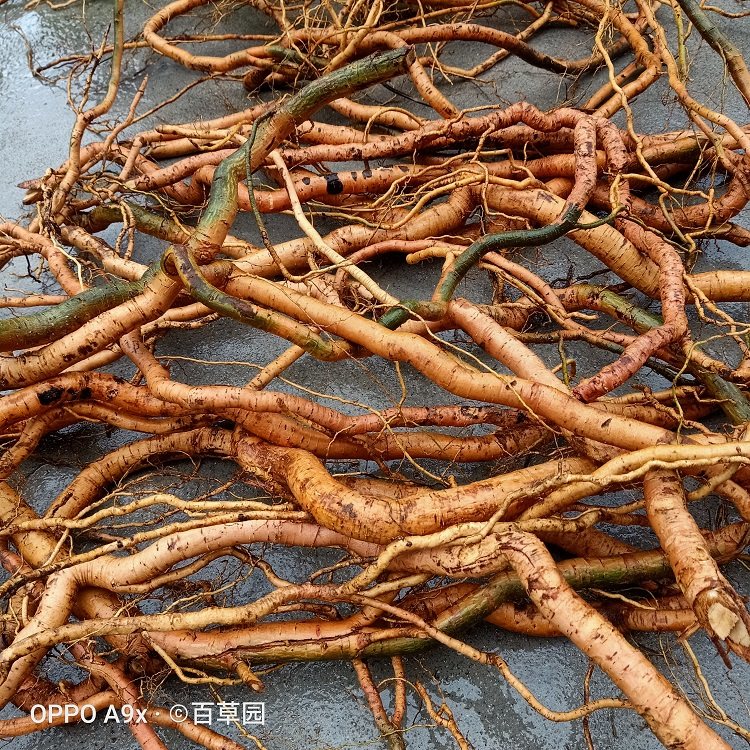 钩藤根500g干品金钩藤自晒无硫中药材双钩藤吊子风鹰爪风倒挂刺