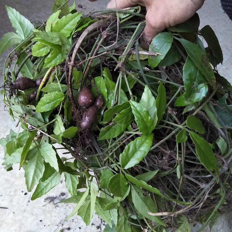 三叶深山新鲜叶青500g金线葫芦爬藤酸尾藤石其他药食同源食品