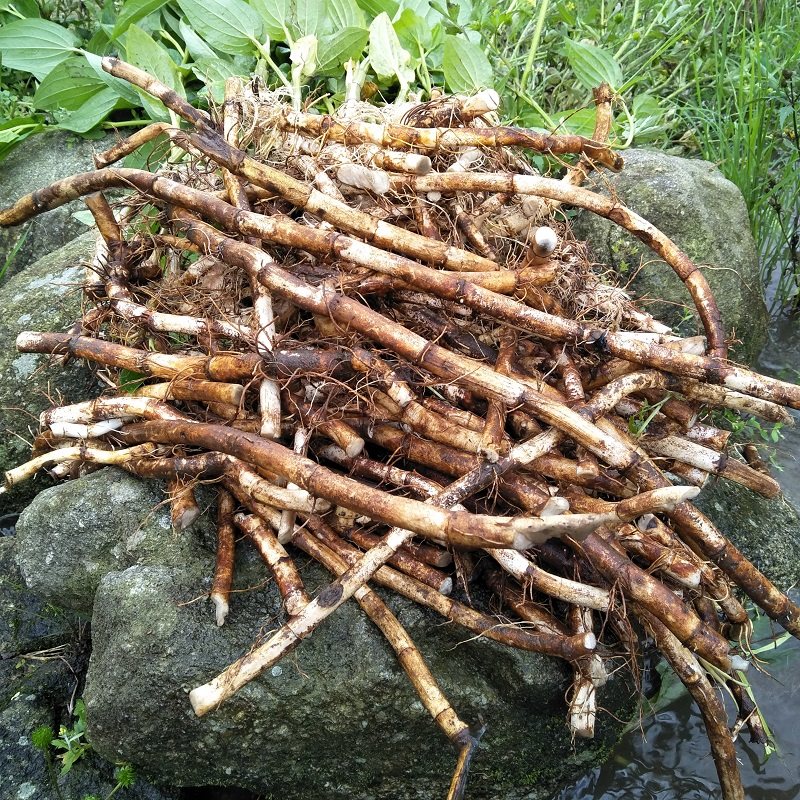 新鲜三白草根现挖白莲藕水木通白面姑三白根中草药500g生水莲藕