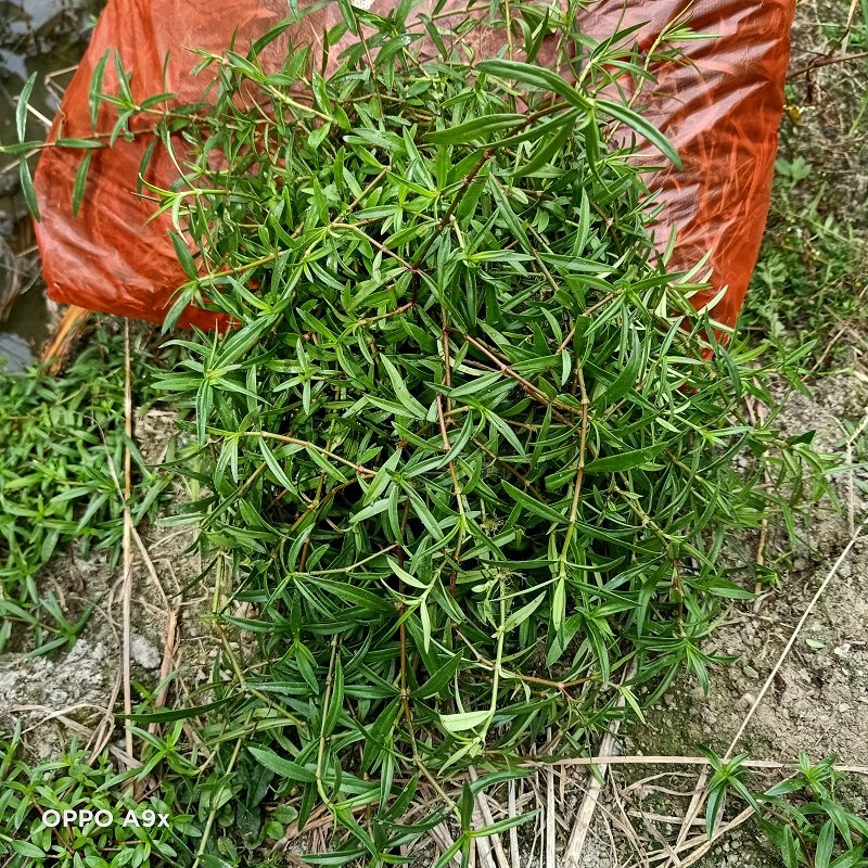 蛇舌野生草可半枝总管蛇脷新鲜采蛇草现百花其他药食同源食品