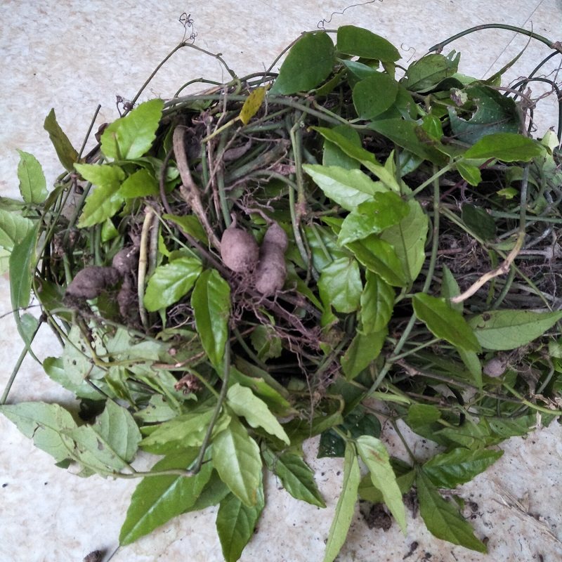 三叶深山新鲜叶青500g金线葫芦爬藤酸尾藤石其他药食同源食品