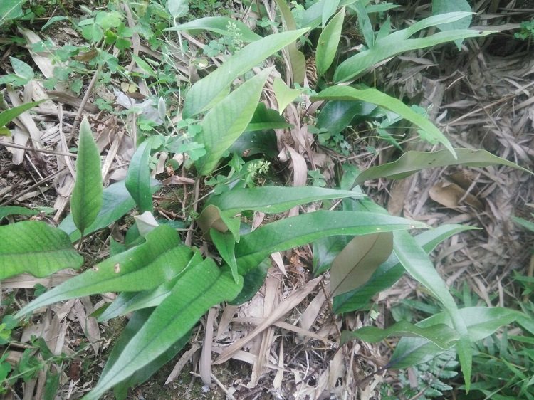 粤北山区草药材新鲜石韦刀口药生石苇配猕猴桃根500克包邮