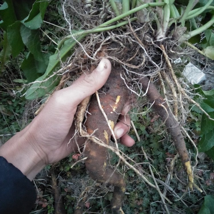 大黄新鲜金不换舌头牛耳洋铁叶羊蹄根血三七中草药其他药食同源食品