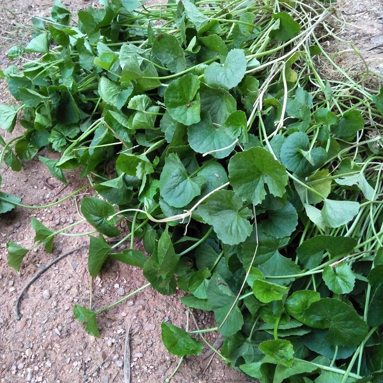 中草药新鲜积雪草野大碗马蹄草生雷公补水修复其他药食同源食品