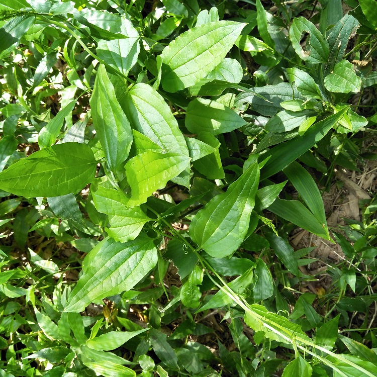 牛尾蕨伸筋草通输卵管舒筋草生通腰痛煲汤泡酒草药其他药食同源食品