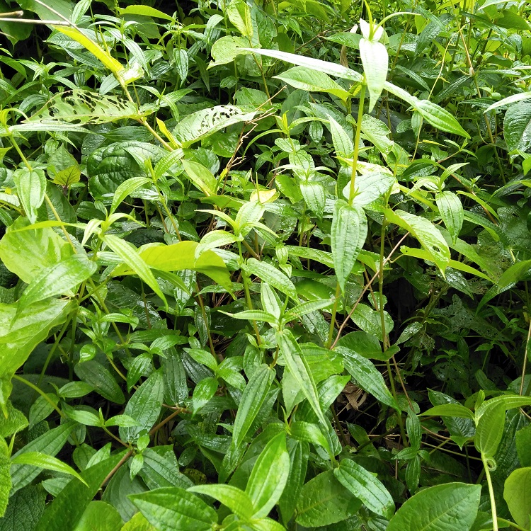 糯米新鲜500g雾水葛捆仙绳米莱草米浆藤生扯拢其他药食同源食品