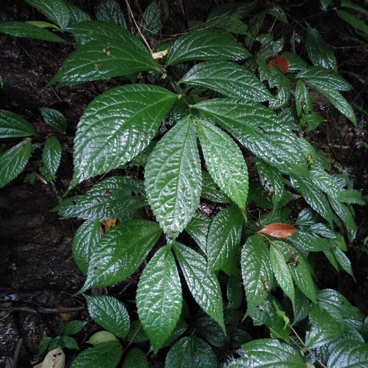 新鲜楼梯500g包邮赤使者鹿角七大细水麻叶石边采其他药食同源食品