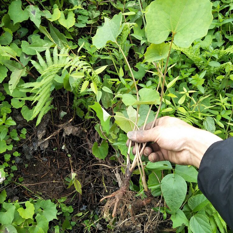 生雪水草新鲜黄连野广扁线捆仙鸡爪黄水金腰带绿植