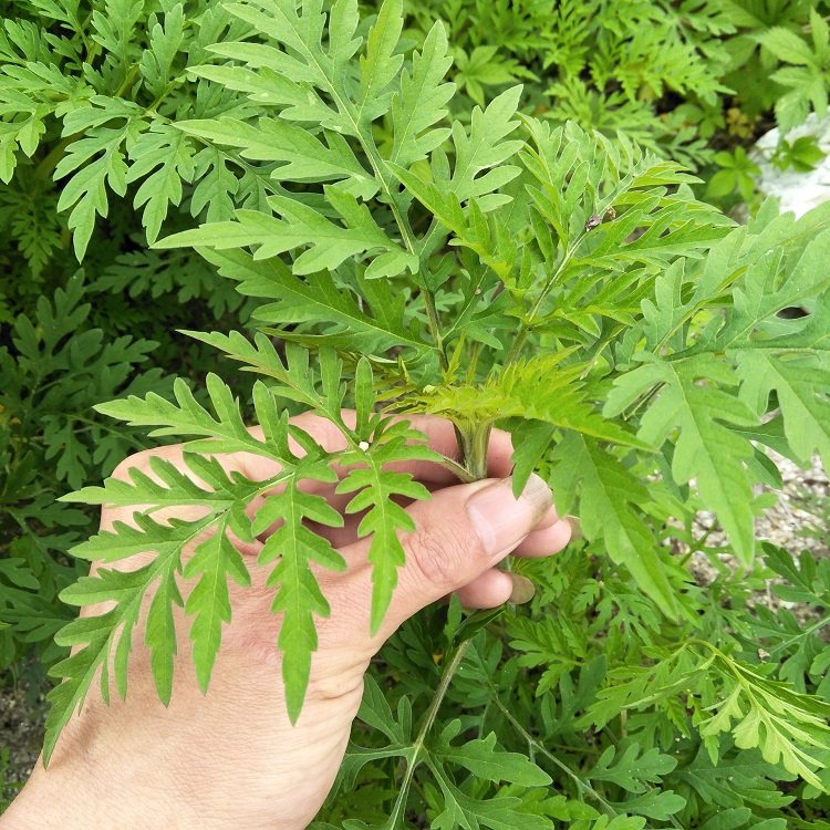 18年新鲜青蒿野生黄蒿香蒿苦蒿臭蒿草蒿500g驱蚊中草药2斤起包邮
