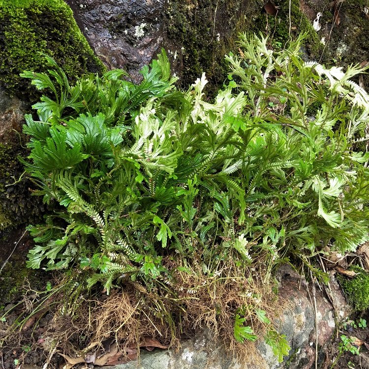 梭罗草地新鲜石上中草药500g龙鳞侧柏深绿卷柏其他药食同源食品