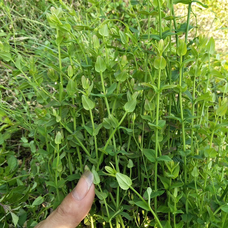粤北中草药材新鲜野生田基黄王地耳草雀舌草合掌跌水草七寸金500g