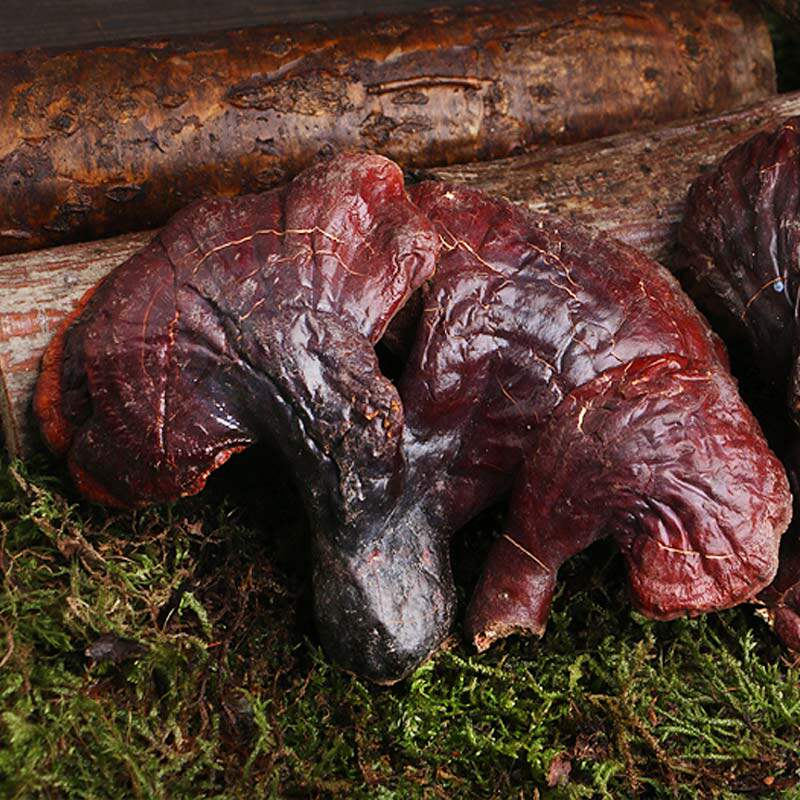 松杉灵芝长白山野生灵芝赤灵芝整枝深山紫灵芝木灵芝东北特产100g