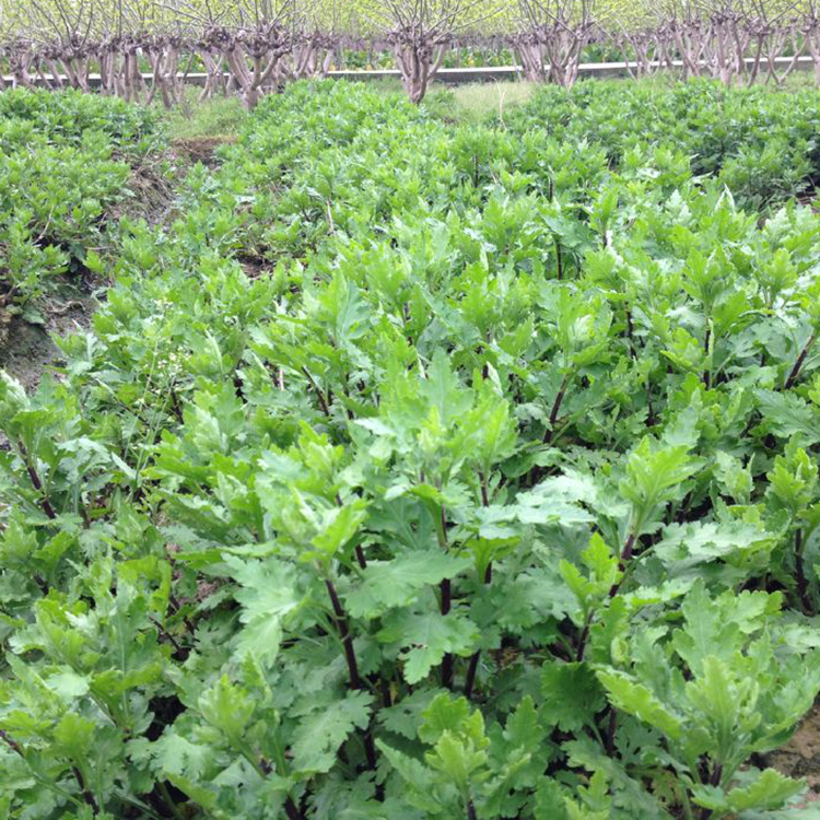 桐乡杭白菊苗土菊苗小洋菊苗皇菊苗可盆栽花可泡茶原生地桐乡发货