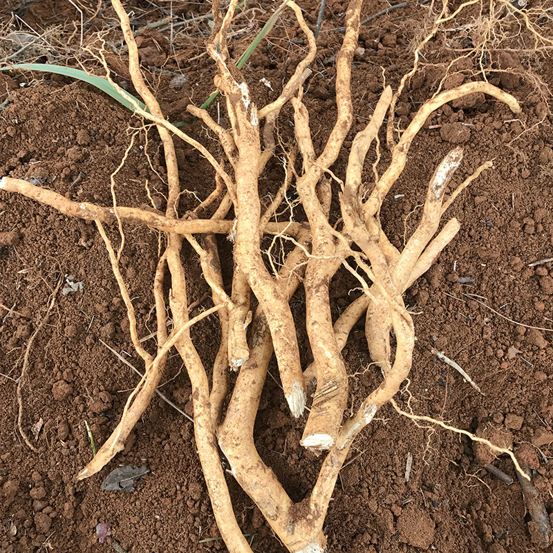 新鲜岗梅根 野生秤星树根秤假甘草假青梅秤花柴白皮纯根500g包邮