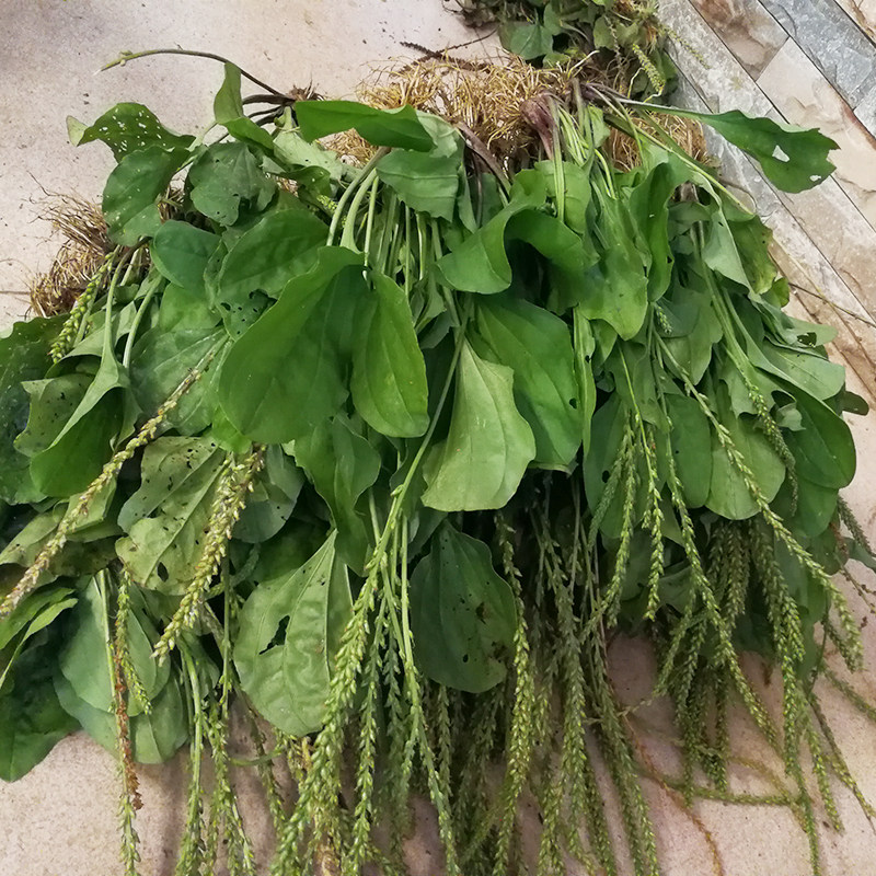 野生新鲜车前草农村现挖车轮500g包邮车前草全棵其他药食同源食品