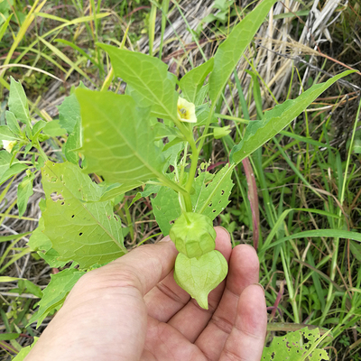 扑地香功效与图片图片