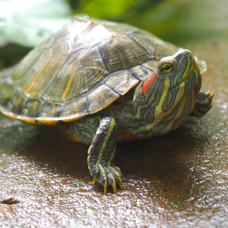 2021美国珍珠鳖活体观赏甲鱼乌龟活体鱼缸清道夫角鳖苗宠物深水龟