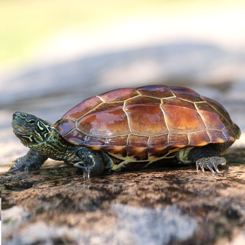 草龟中华金线小乌龟活体长寿龟宠物招财龟苗观赏龟