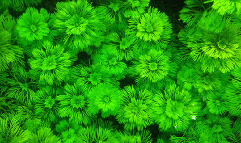 水草宝塔小宝迷你前景水下一杯绿水新手水草