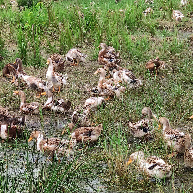 鸭子广西正宗农家散养土鸭老鸭融水水香鸭海鸭肉