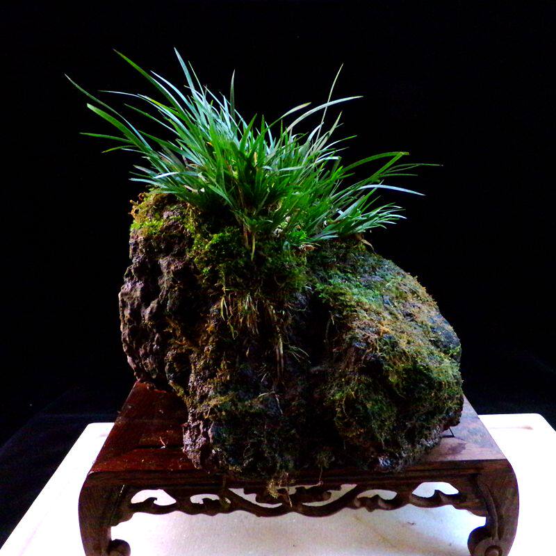 天然野生石菖蒲 附石菖蒲盆景附石水培植物昌蒲附石盆景绿植包邮