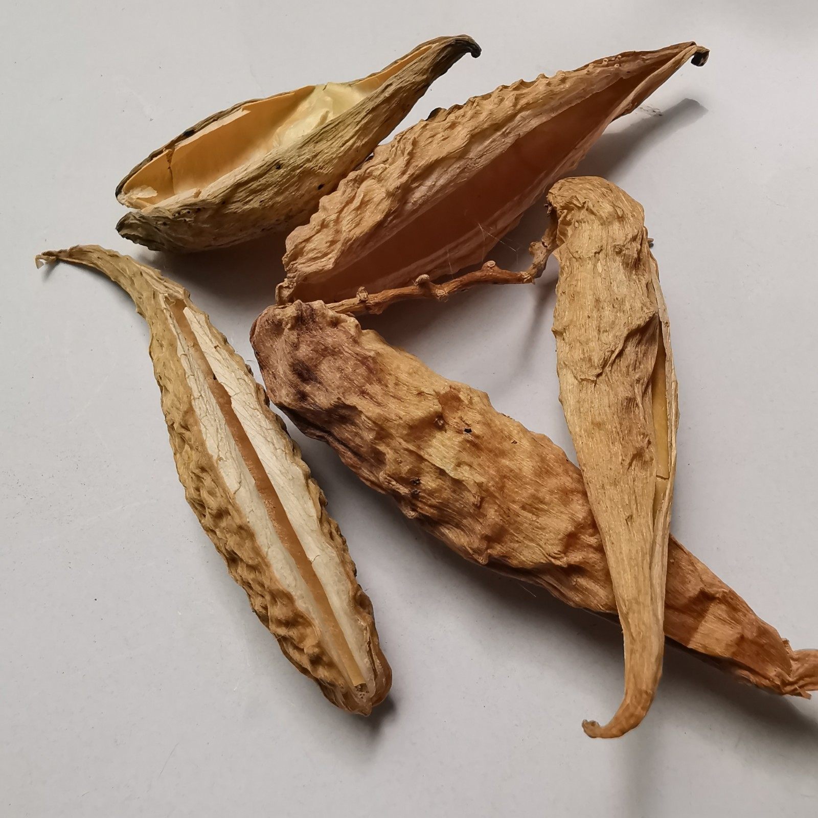 新货中药材天浆壳 天将壳 萝摩荚 哈喇瓢 实物拍摄量大从优500g