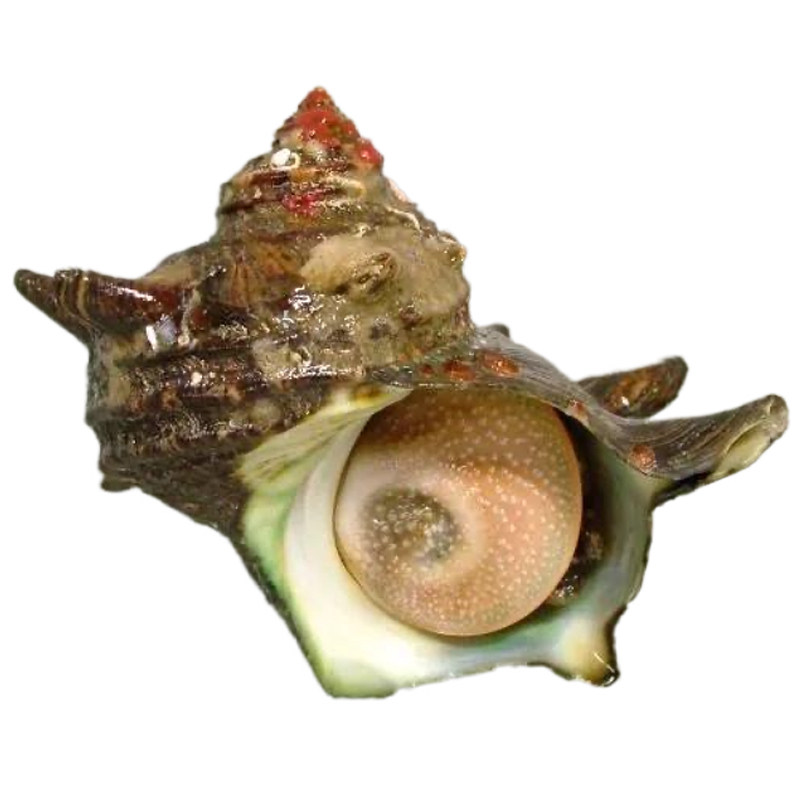 东山岛海捕凤鲜活海鲜海螺夜光蝾螺珠螺贝类水产海螺