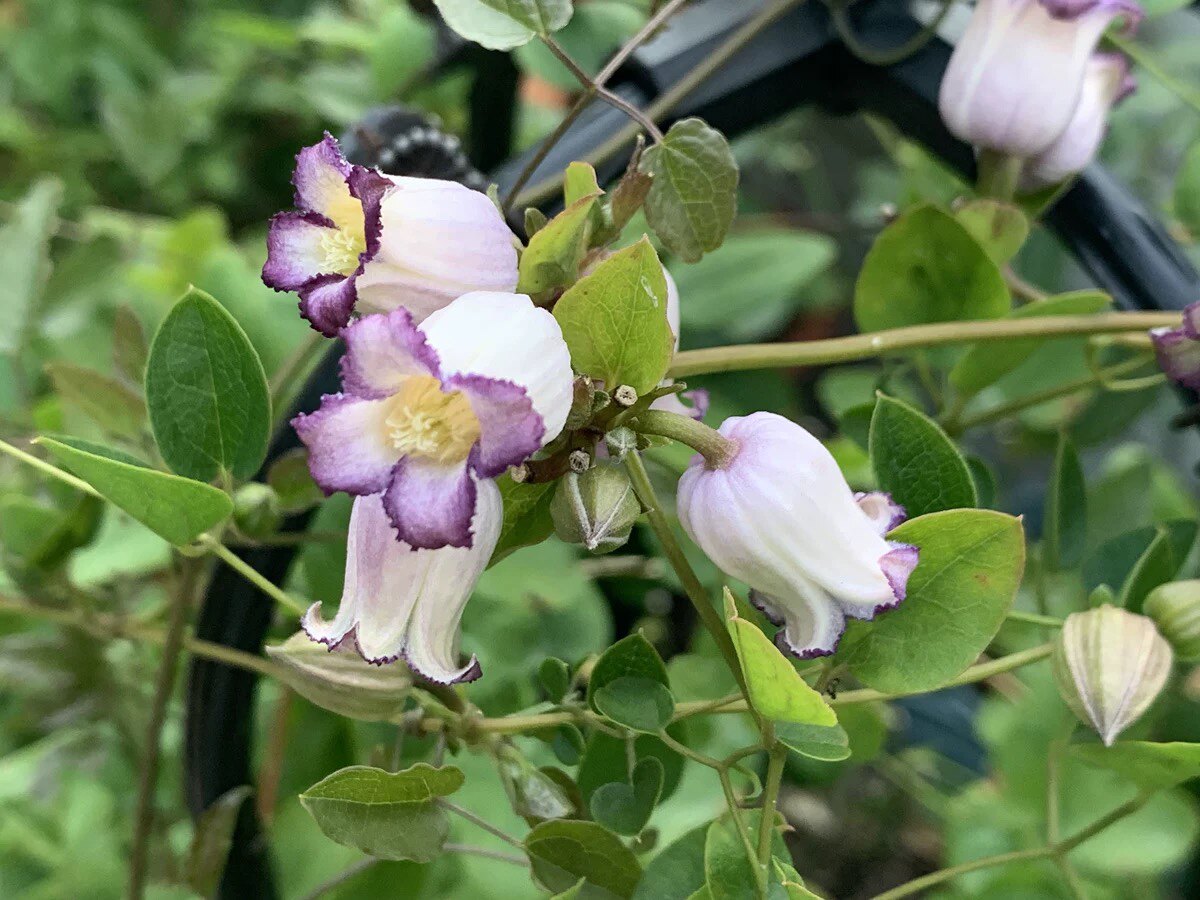 铃铛铁线莲德克萨斯胭脂天使首饰万花筒樱桃唇红胖子时令草本花卉
