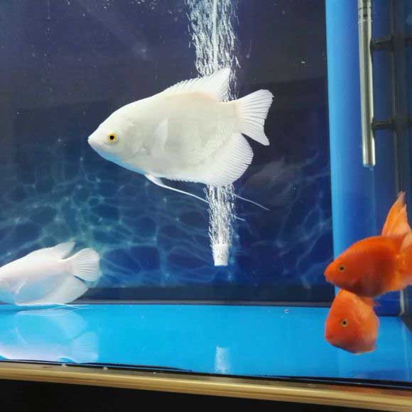 招财红眼眼白红尾水族鱼缸大型观赏鱼包邮活体鱼