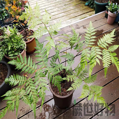 桫椤大型蕨类植物软树人工繁殖四季观叶庭院庭院盆栽客厅笔筒绿植