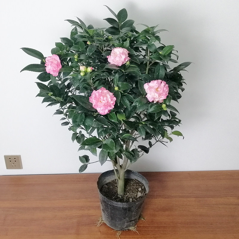 烈香茶花山茶花盆栽香味味浓香型千里香青阳阳台花卉