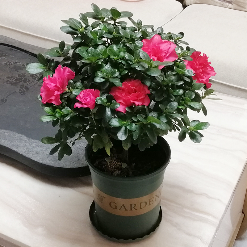 盆栽红色杜鹃花植物大红西洋杜鹃室内带花四季时令草本花卉