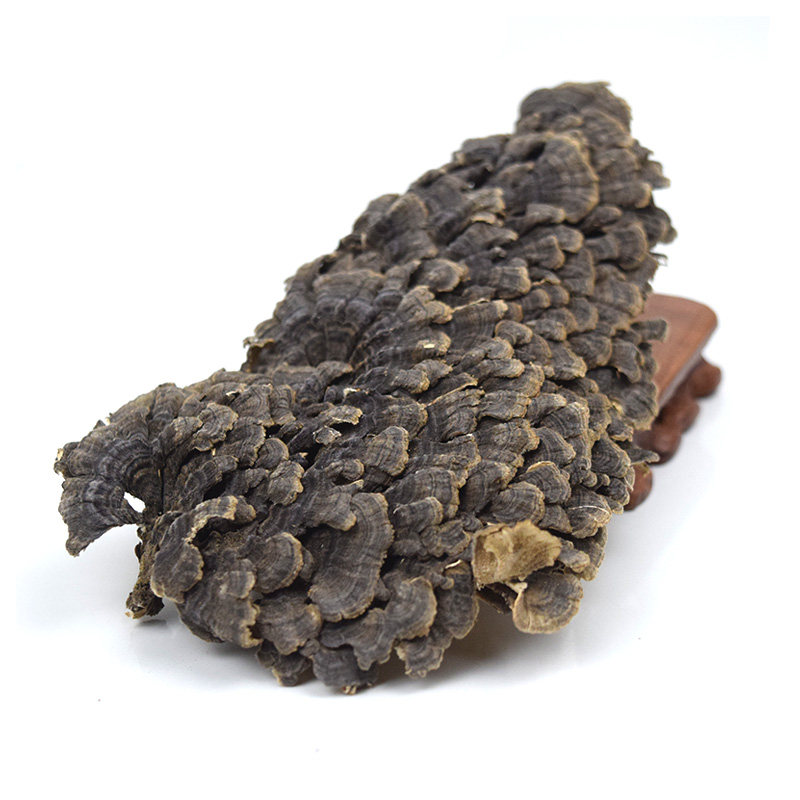野生云南杂色黄云芝千层灰芝整枝灵芝250克整枝灵芝