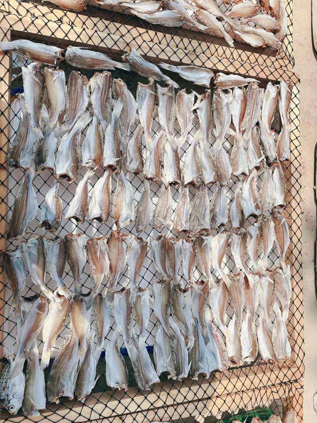 鱼干湛江硇洲本港天然石头白花淡晒咸鱼添加鱼干