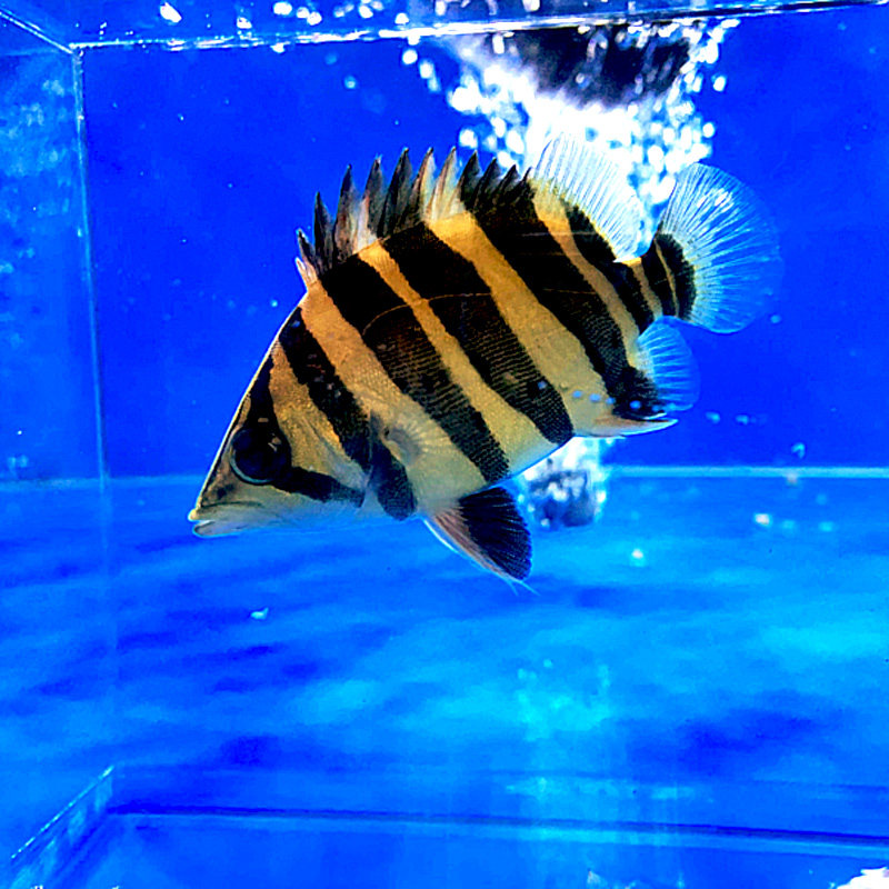 虎鱼印尼三纹活体大型热带鱼四纹泰北鱼