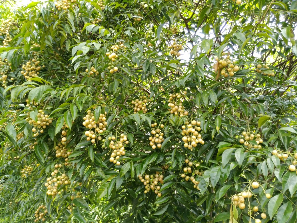 山黄皮 广西黄皮果干 鸡皮果 新鲜山黄皮干卤味香料调料500克包邮