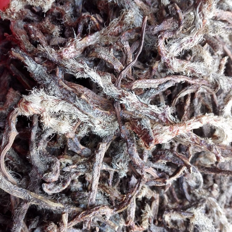 野生白毛蛇根 中草药材阴石蕨 石蚕 老鼠尾 白毛骨碎补 500g 干货