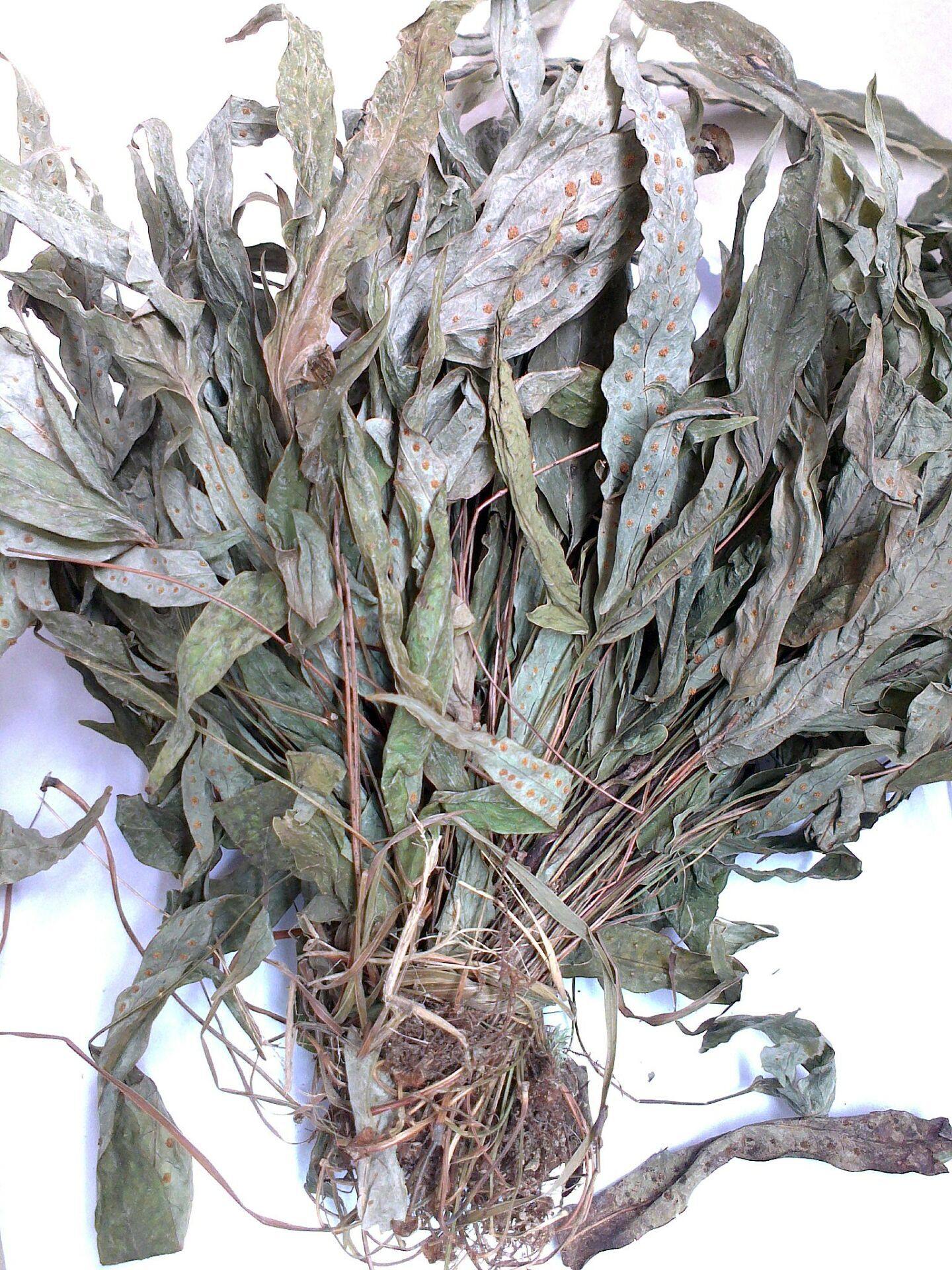 金星草中草药鹅掌金星草鸭脚草七星草金鸡脚500克另售金星草根